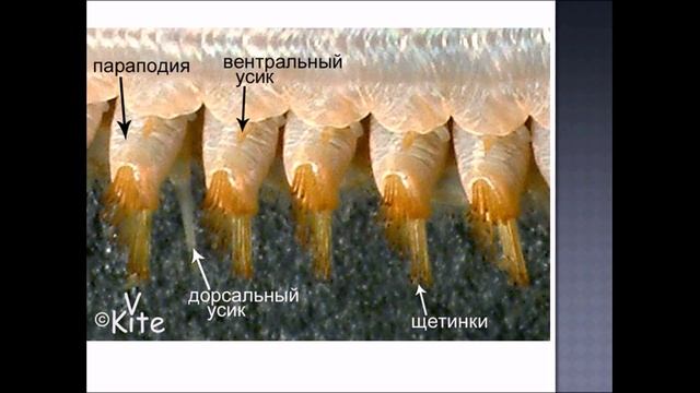 Многощетинковые черви. Биология 7 класс. смотреть онлайн
