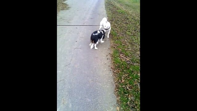 Who will get the Stick😀 смотреть онлайн