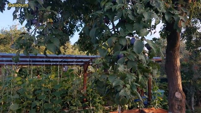 Дачные радости в августе: экскурсия по нашему участку. Прибыль и потери. @galabum смотреть онлайн