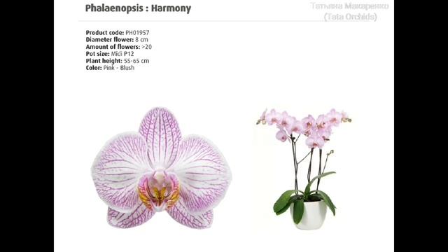 Орхидея ФАЛЕНОПСИС | ОПРЕДЕЛИТЕЛЬ СОРТА | Orchid Phalaenopsis. Qualifier Of A Grade. орхидеи Orchid