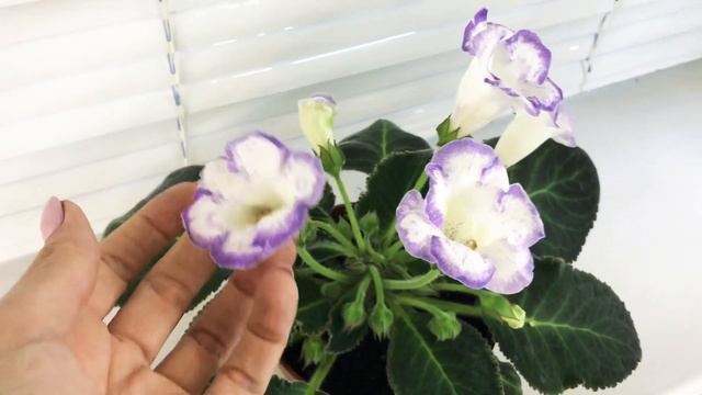 Глоксиния Галатея смотреть онлайн