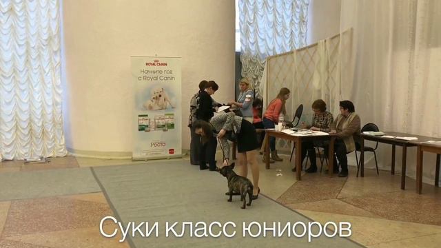 Всероссийская выставка собак всех пород ранга CAC ЧРКФ г.Пермь-17.02.2018г. смотреть онлайн
