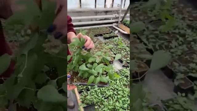 Саженцы клематисов смотреть онлайн
