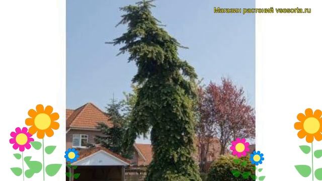 Пихта вича Пендула. Краткий обзор, описание характеристик abies veitchii Pendula смотреть онлайн
