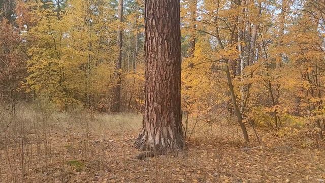 Иду к ВРАЧУ лечить больное сердце!Хочу,чтоб ВРАЧ мне сердце исцелил! смотреть онлайн