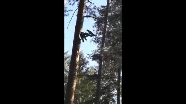 Кормление птенцов lastproject 640x352 смотреть онлайн