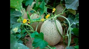 Дыня : выращивание в открытом грунте, посадка и уход, болезни и вредители.