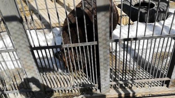 После зимней спячки просыпается медведь