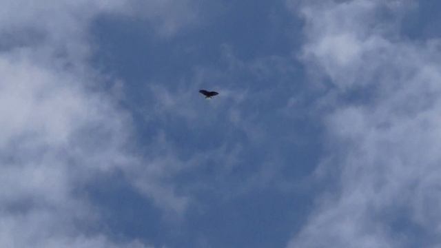 Полет рыжих голубей 20.06.2018 смотреть онлайн