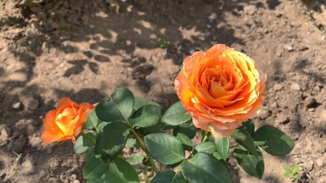 Роза Сказочница ( Rose Fairy Tale ) Английская роза, премиальный сорт. смотреть онлайн