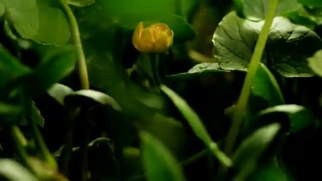 Цветы танцуют смотреть онлайн