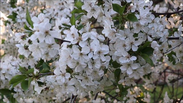 Крестный ход. Афонские рассказы - Александр Дворкин