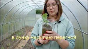 🍀 Правильная посадка огурцов в теплицу: пошаговый гид от Виктории Радзевской