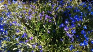 ЛОБЕЛИЯ И ИЗОТОМА.