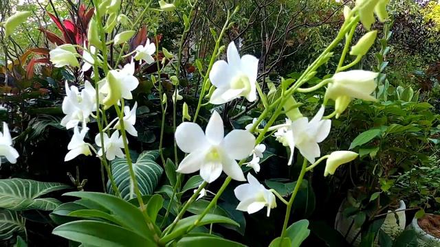 In loving memory of Princess Diana Dendrobium Memoria смотреть онлайн