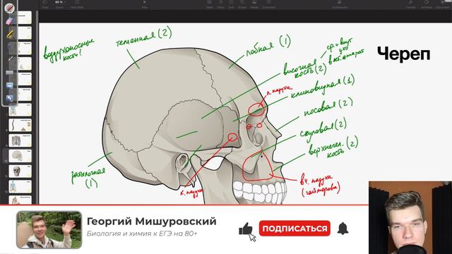 6.13. Строение черепа | Анатомия к ЕГЭ | Георгий Мишуровский смотреть онлайн