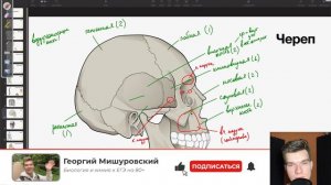 6.13. Строение черепа | Анатомия к ЕГЭ | Георгий Мишуровский