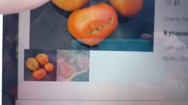 Обзор некоторых сортов томатов, присланных по обмену смотреть онлайн