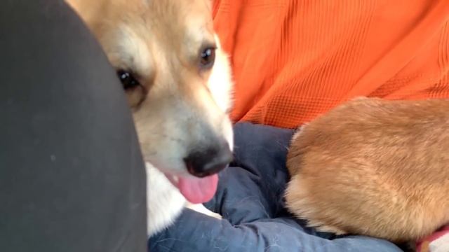 Уехала на дачу без мужа/ Ураган повалил нашу сирень?Дачный влог - Часть 13 смотреть онлайн