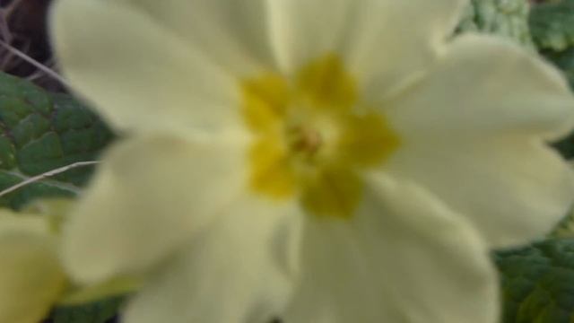 Primula vulgaris - Primrose - Laufeyjarlykill - Primula - Vorblóm смотреть онлайн