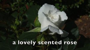 Annapurna Rose