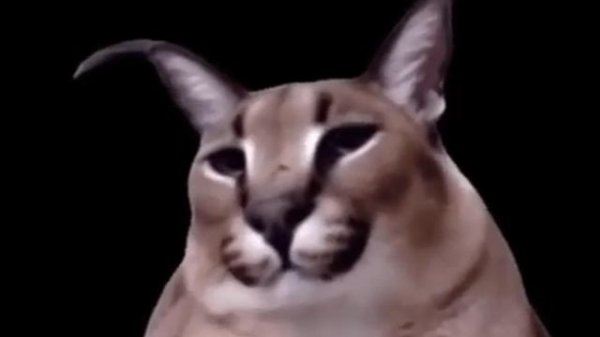 Флопа флексит под weekend