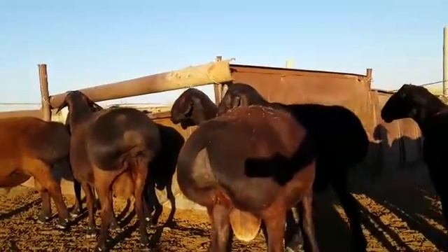 Гиссарские бараны ☆номер -1-в КАЗАХСТАНЕ смотреть онлайн