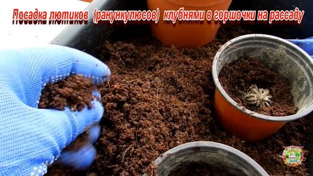 Посадка лютиков (ранункулюсов) клубнями в горшочки на рассаду смотреть онлайн