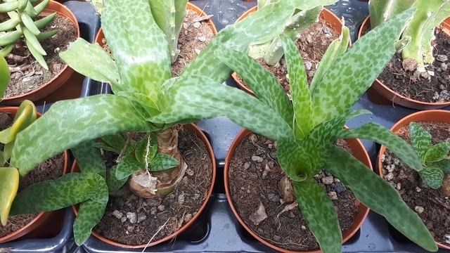 Ledebouria socialis - grow & care (Silver squill) смотреть онлайн
