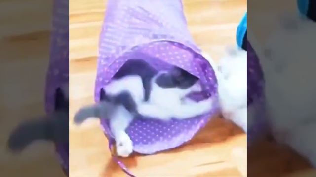 Тоннель для кошек игровой с Алиэкспресс.Игрушки для кошек из Китая. смотреть онлайн