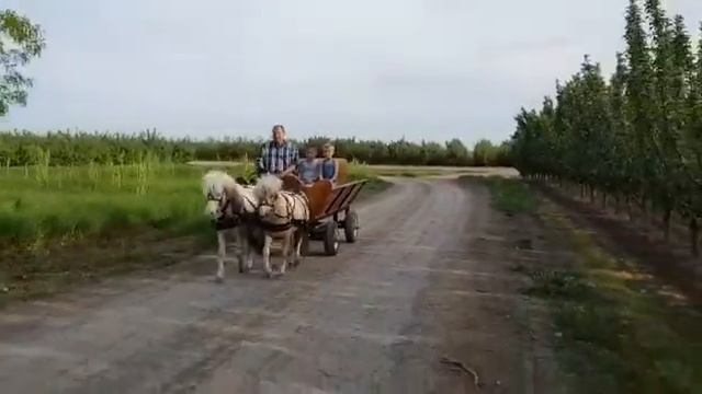 Я Давид и моя ферма. Шотландские пони и мы с Дедушкой.(1) смотреть онлайн