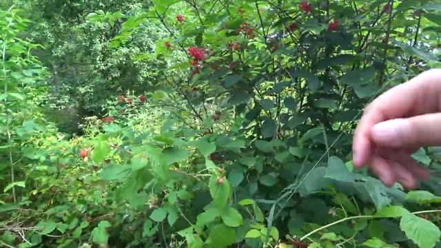 Пошла малина 19 июля 2020. Пермь смотреть онлайн