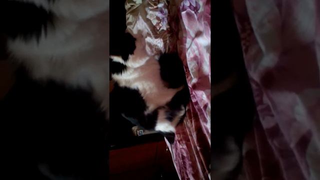 Смешной кот топчет подружку смотреть онлайн