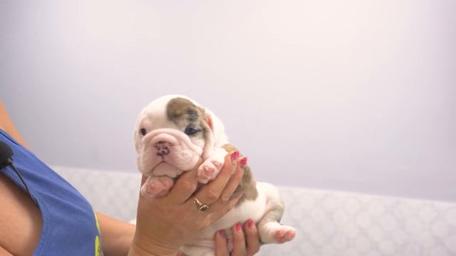 Как Аня справляется с 15 щенками и 3 мамами собаками одновременно? смотреть онлайн