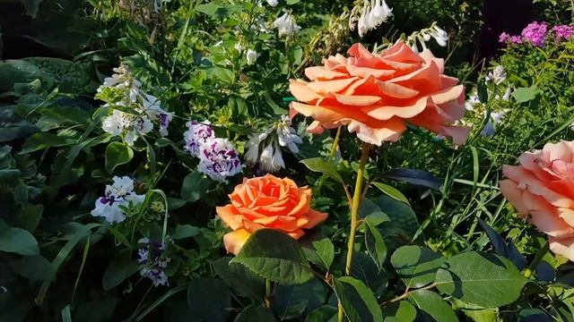 Розы Grafine Diana, Alexandra Princesse de Luxembourg, Ashram, Chartreuse de Parme, Heidi Klum, Lav смотреть онлайн