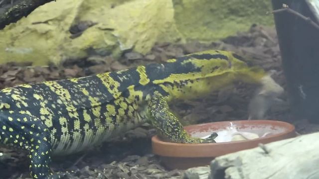 Waran frisst Mäuse und nimmt ein Bad im Zoo Augsburg ( Veranus Cumingi , Mindanao water monitor смотреть онлайн