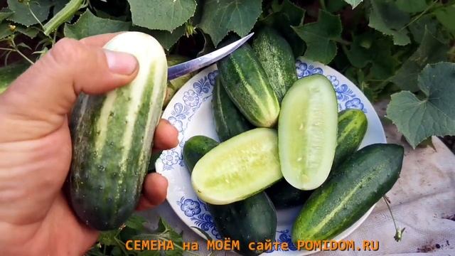 САМООПЫЛЯЕМЫЙ но НЕ ГИБРИД! С него можно брать свои семена! Огурец Мелколистный Литл Лиф! смотреть онлайн