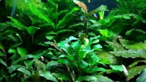 #Bucephalandra#Aquarium#Tank Буцефаландра "Супер Блю" Bucephalandra Super Blue