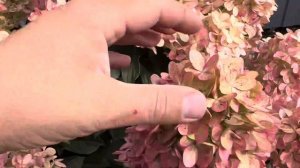 Гортензия метельчатая (Hydrangea paniculata `Graffiti`)Граффити
