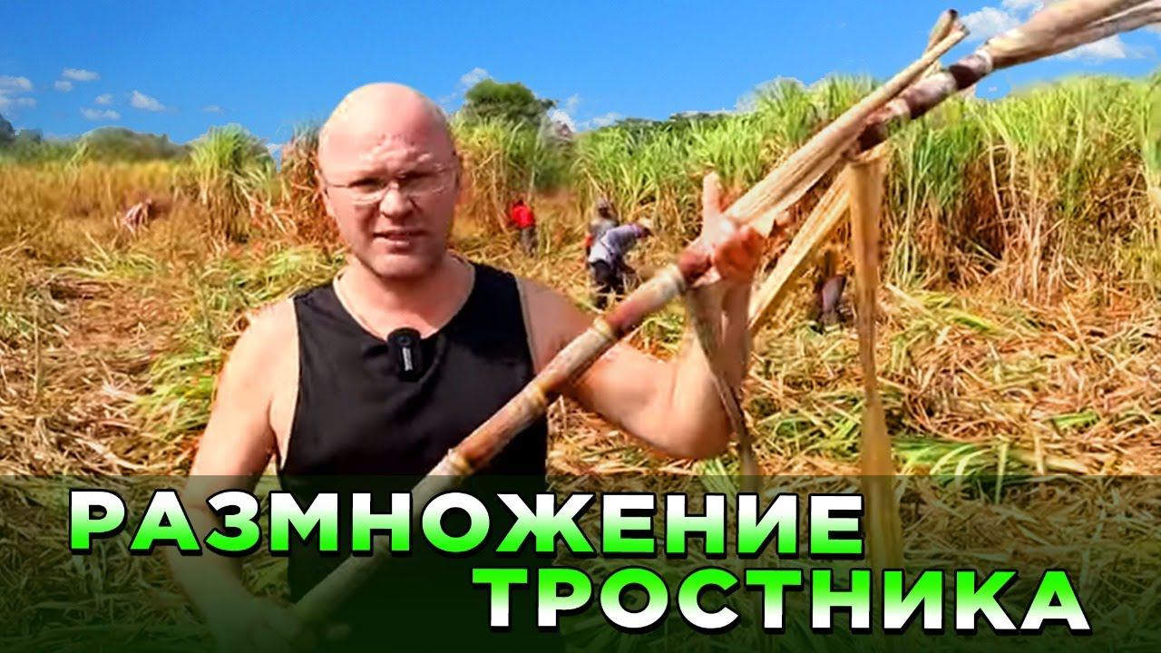 Тростник - размножение. смотреть онлайн