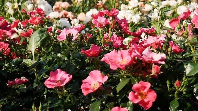 Видео обзор розы Розита (Шраб) - Rosita (Hans Jürgen Evers Германия, 2007)