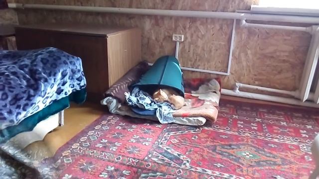 КОТЁНОК РЫЖУЛЬКА РАСТЁТ \ ПОЗИТИВЧИК смотреть онлайн