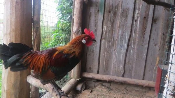 Банкивская джунглевая курица Gallus Gallus