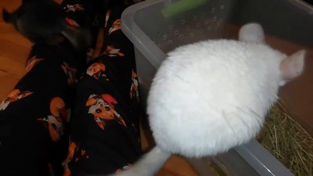 Шиншиллы Домашние. Смешные Животные. Шиншилла Гуляет По Дому. Шиншилла Белый Вильсон. смотреть онлайн