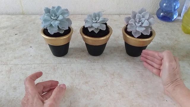 Suculentas DENTRO DE CASA? Por que NÃO DÁ CERTO COMIGO? | Canal Brota Broto смотреть онлайн