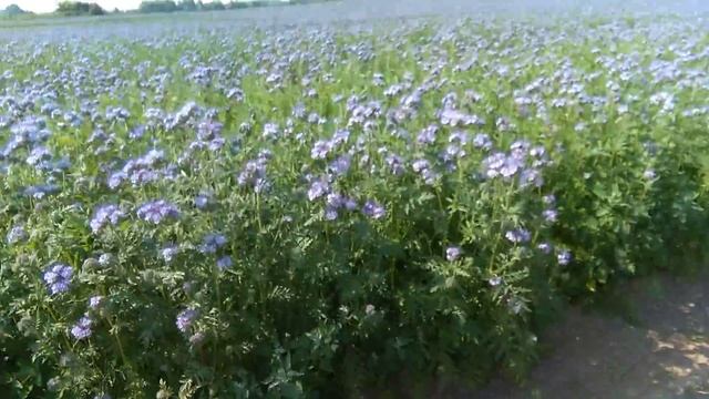 Фацелия. Зацвела. смотреть онлайн