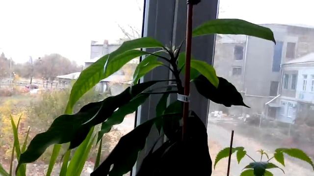 авокадо спустя 4 месяца смотреть онлайн