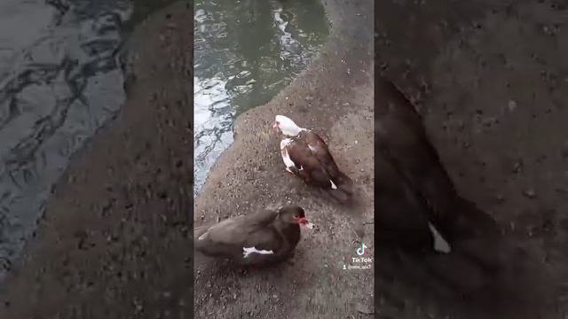 Сафари-Парк Краснодар смотреть онлайн