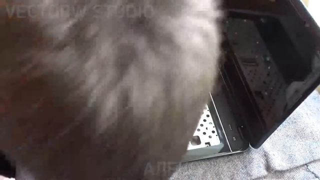 Полная чистка ноутбука HP Pavilion g7 2316er смотреть онлайн