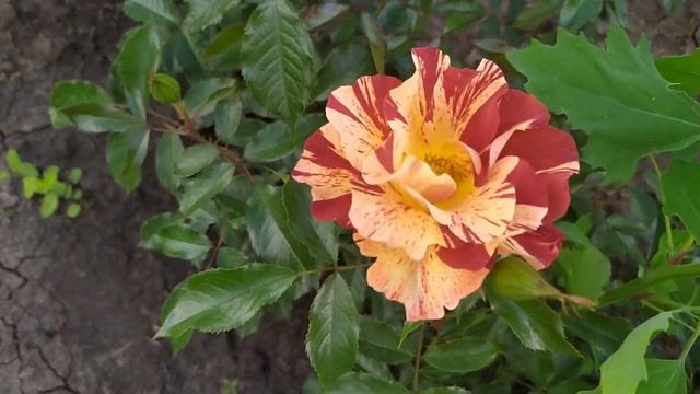 САММЕР ЛОДЖ (Summer Lodge), Orard Франция, 2006 г. Шрабы (Modern Shrub)